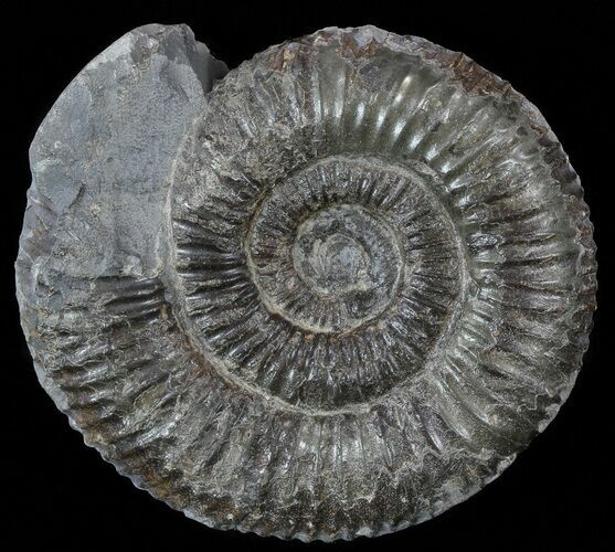 Dactylioceras Ammonite Fossil - England #52655